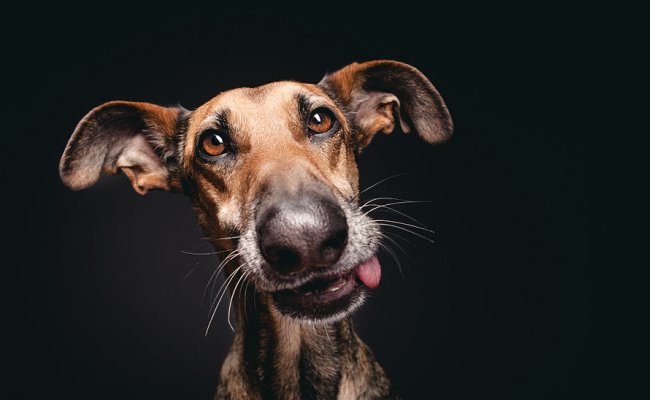 Se il mio cane morde qualcuno cosa rischio? E come posso tutelarmi?